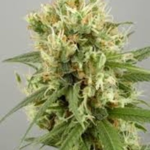 Auto Mary Jane